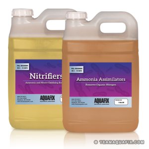 Two jugs of liquid product, Nitrifiers and Ammonia Assimilators, used together to remove ammonia in wastewater and restore nitrification.